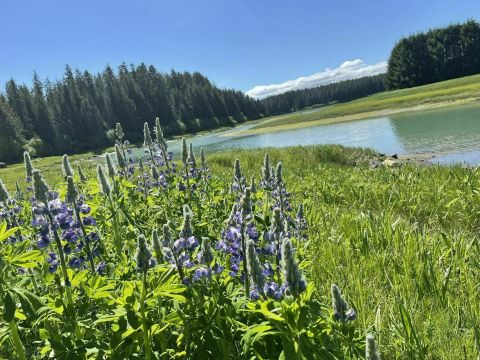 An Easy But Gorgeous Hike, Bartlett River Trail, Leads To A Little-Known River In Alaska