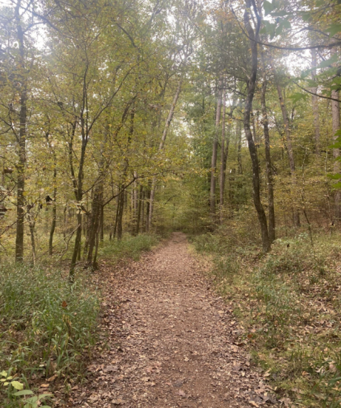 There's Nothing Quite As Magical As The Tunnel Of Trees You'll Find At Beavers Bend State Park In Oklahoma