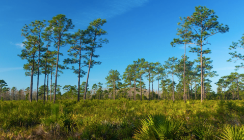 The Tucked-Away Forest Setting For This Short Loop Hike In Florida Is Transcendent