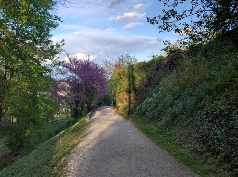 The Easy 1.4-Mile Sunrise Carriage Trail Will Lead You Through The West Virginia Woods