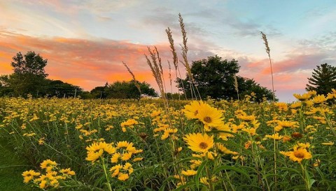 An Easy But Gorgeous Hike, The Fox River Preserve Loop Trail, Leads To A Little-Known River In Illinois