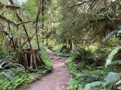 The Easy 2.2-Mile Sweet Creek Trail Will Lead You Through The Oregon Forest