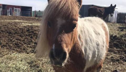 You’ll Never Forget A Visit To Dominifarm, A One-Of-A-Kind Farm Filled With Rescued Animals In Idaho