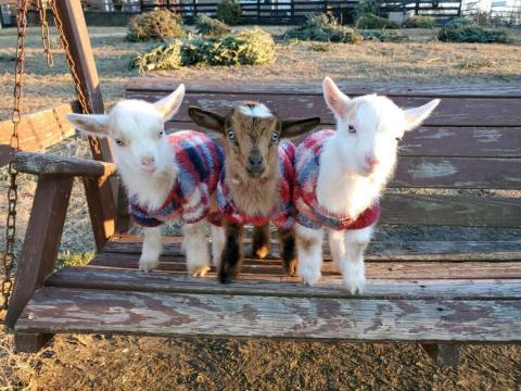 There’s A Baby Goat Farm In Virginia And You’re Going To Love It