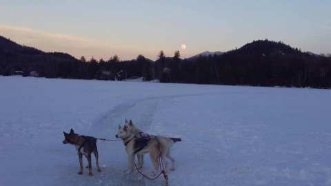 Visit Mirror Lake By Dog Sled On This Unique Tour In New York