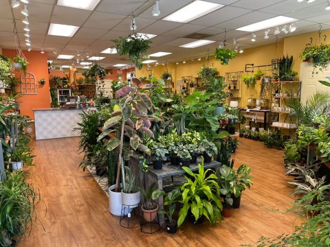 The Little Downtown Shop In Maryland With Plants Galore