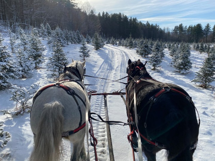 Christmas Farm in Vermont