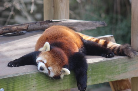 Play With Red Pandas At Roger Williams Park Zoo In Rhode Island For An Adorable Adventure