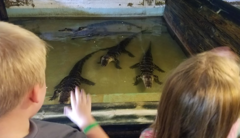 You’ll Never Forget A Visit To This One Of A Kind Alligator Farm Near New Orleans