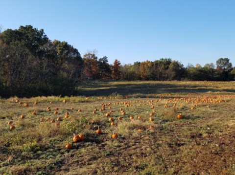 You'll Never Forget A Visit To Gritt’s Farm, A One-Of-A-Kind Farm Filled With Old-Fashioned Fun In West Virginia