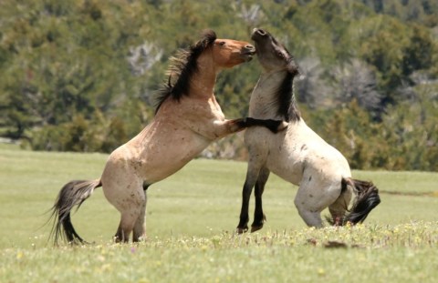 Admission-Free, The Pryor Mountain Wild Mustang Center In Wyoming Is The Perfect Day Trip Destination