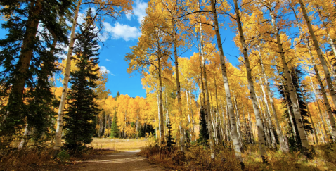 There's Nothing Quite As Magical As The Tunnel Of Trees You'll Find At Bloods Lake Trail In Utah