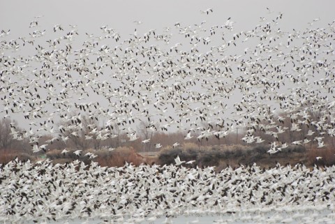 The Snow Goose Festival Is One Of The Most Unique And Most Beautiful Festivals In Utah