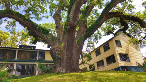 Dine Under Gargantuan Trees In Mississippi When You Visit Aunt Jenny’s Catfish Restaurant