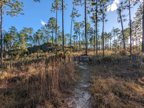 The Terrain On Louisiana's Backbone Trail Looks Like Something From Another Planet