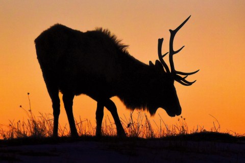 The Breathtaking Park In Iowa Where You Can Watch Wild Elk And Bison Roam