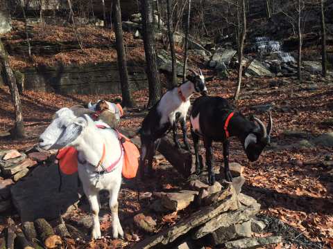 Go Hiking With Goats In Missouri For An Adventure Unlike Any Other