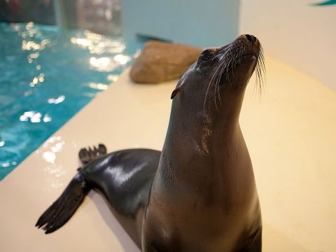 Meet Seals At The Aquarium Of Niagara In New York For An Adorable Adventure