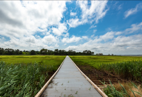 Take A Magical Waterfront Hike In Delaware To Indian River Bay, If You Can Find It