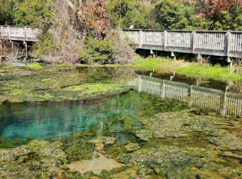 Spend The Day Exploring Miles Of Hiking Trails In Georgia’s Magnolia Springs State Park