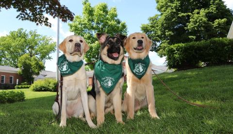 Few People Know America Established Its First Seeing Eye Dog School Right Here In Tennessee