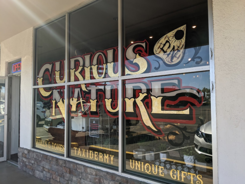 Sift Through Human Skulls, Ouija Boards, And More At Curious Nature, An Oddity Shop In Arizona