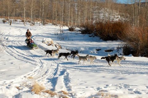 Experience Winter's Beauty Like Never Before On This One-Of-A-Kind Dog Sled Tour In Utah