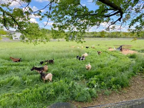 You'll Never Forget A Visit To Silver Maple Farm, A One-Of-A-Kind Farm Filled With Baby Goats In Virginia