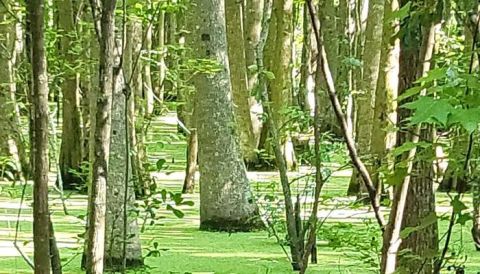 Dingle Pond Trail In South Carolina Circles An Authentic Carolina Bay And It's Worth The Hike