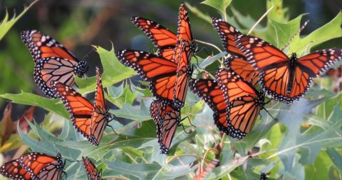 Millions Of Monarch Butterflies Are Headed Straight For Florida This Spring