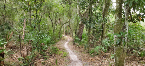 Enjoy The Creekside Hiking Trails At The Doris Leeper Spruce Creek Preserve In Florida