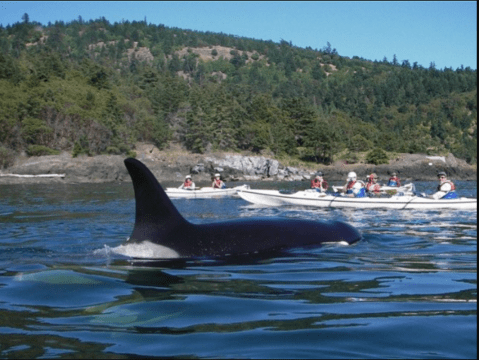 The One-Of-A-Kind Kayak Tour That Will Show You A Side To Washington You've Never Seen Before