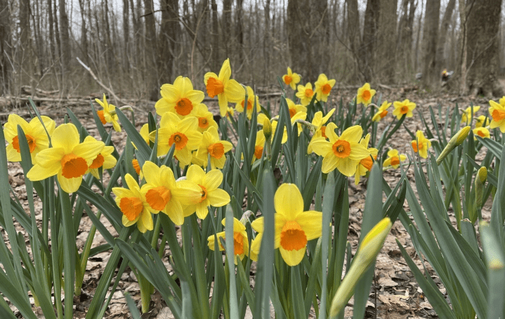 daffodil trail in Ohio