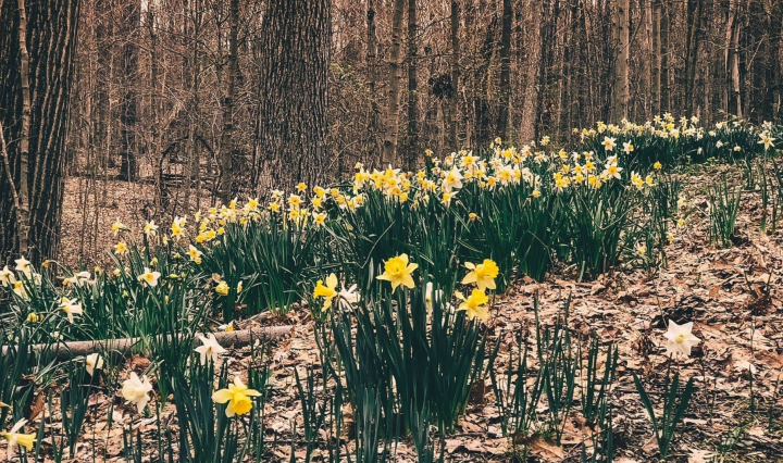 daffodil trail in Ohio