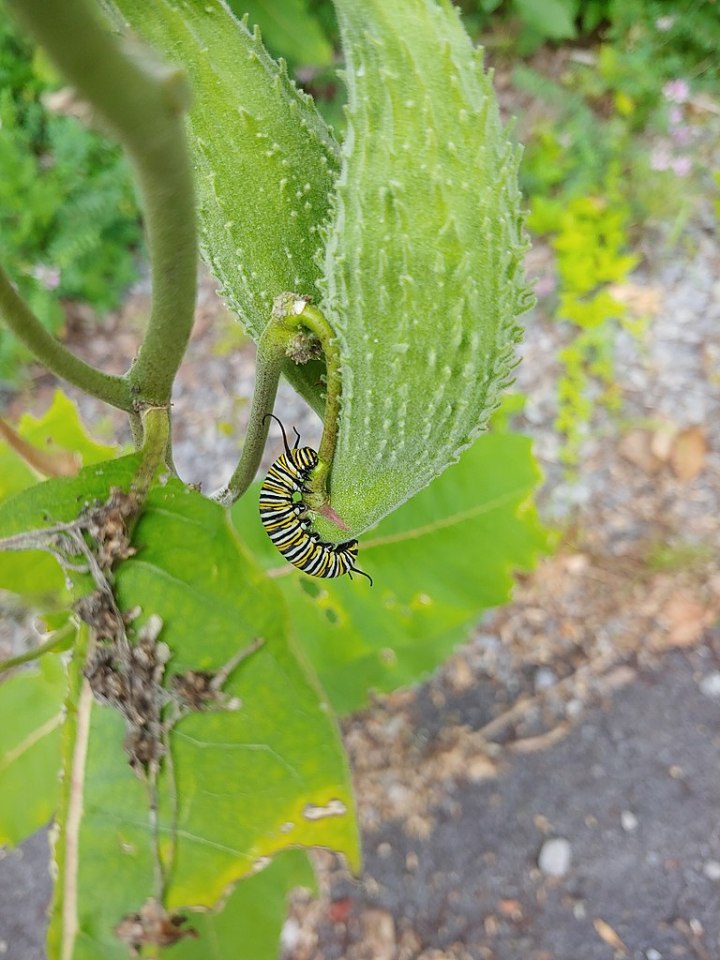 monarch butterflies in colorado