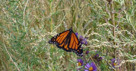 Thousands Of Monarch Butterflies Are Headed Straight For Colorado This Spring