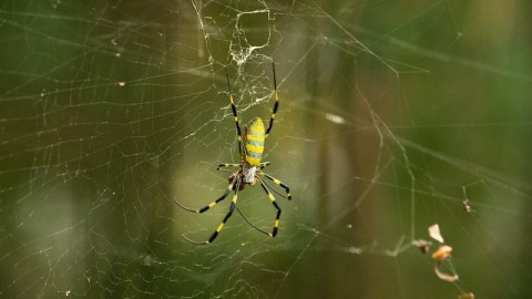 Be On The Lookout For A New Invasive Species Of Spider In Rhode Island This Year