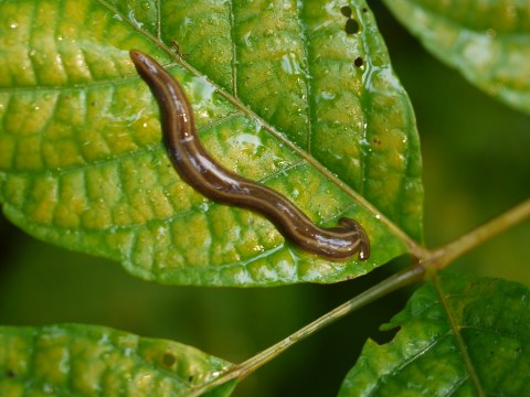 Be On The Lookout For A New Invasive Species Of Bug In Mississippi This Year