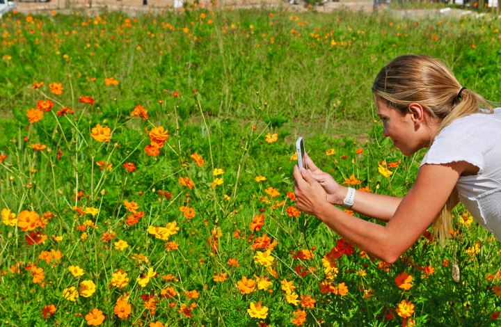 Ridgeland Wildflower Field