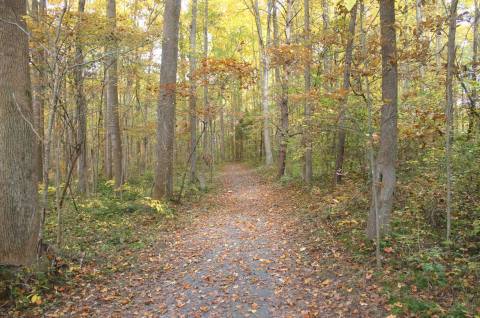 There's A Creek Hiding In An Delaware Forest Where You Can Camp Year-Round