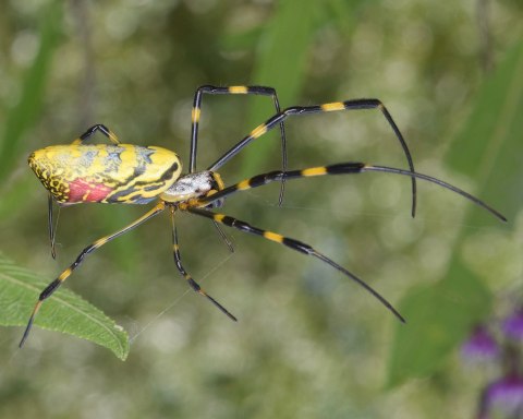 Be On The Lookout For A New Invasive Species Of Spider In Virginia This Year