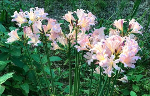 It's Impossible Not To Love This Breathtaking Wild Flower Trail In Cleveland