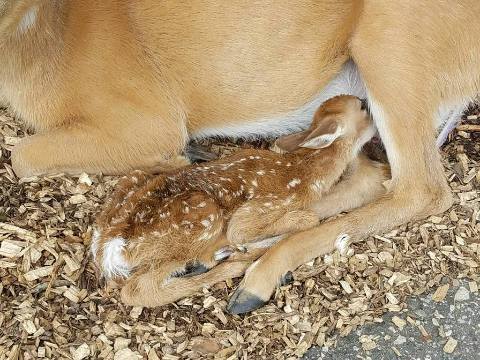 There’s A Deer Park In Wisconsin And You’re Going To Love It