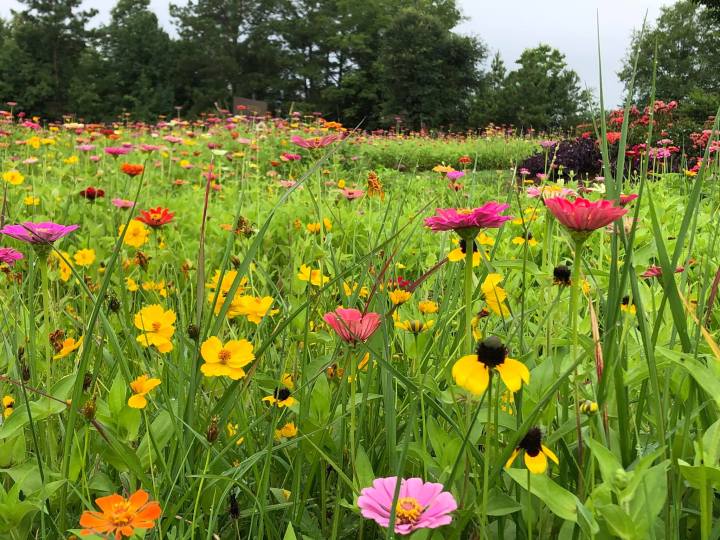 Ridgeland Wildflower Field