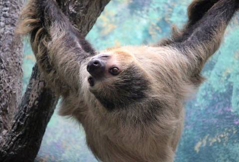 You Can Hang Out With Sloths At Saint Louis Zoo In Missouri