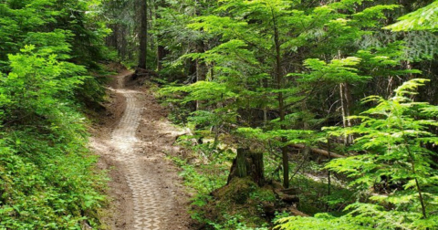 The Creepiest Hike In Idaho Takes You Through A Haunted Forest And By A Miner’s Grave