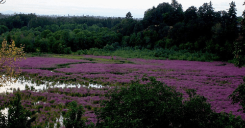 8 Incredible Hikes Under 5 Miles Everyone Around Portland Should Take