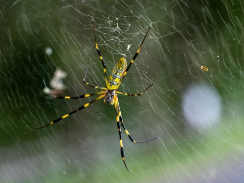 Be On The Lookout For A New Invasive Species Of Spider In Massachusetts This Year