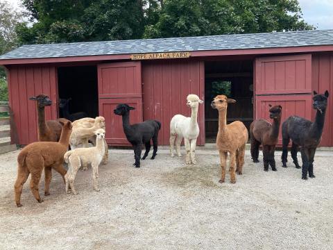 You Can Spend The Day Playing With Alpacas At Hope Alpaca Farm In Rhode Island