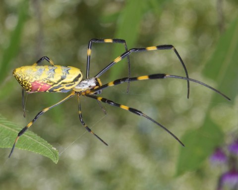 Be On The Lookout For A New Invasive Species Of Spider In New Hampshire This Year